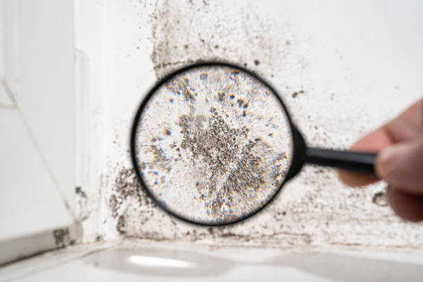 Trusted Walton Park, NY Mold Removal Experts